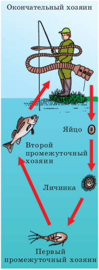 широк лентец.png