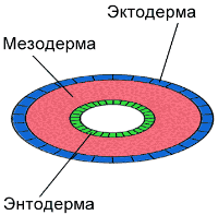 полость тела отсутствует Плоские.png