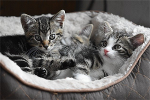 cat-4282123_640.png