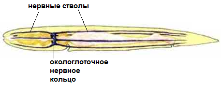 нервная.png