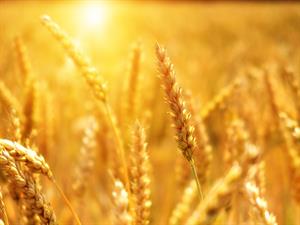 wheat35067581920w300.jpg