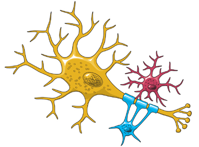 image-neurons-i10.jpg